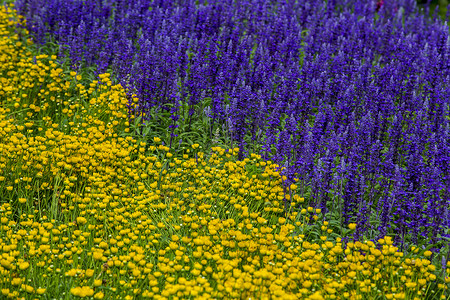 黄紫色边框黄晶菊与薰衣草背景