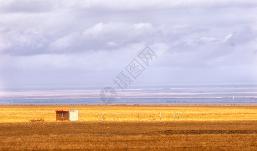 新疆草原金黄色背景图片