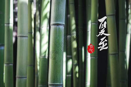 中国节夏至时节竹林风景设计图片