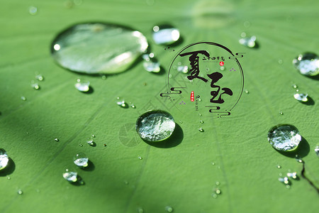 中国节夏至节气荷叶露珠设计图片