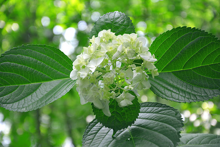 绣球花树植物设计图片