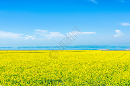 青海湖油菜花背景图片