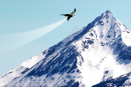 雪山山脊鹰击长空设计图片
