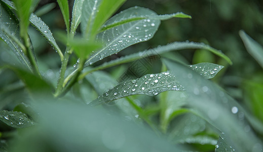 雨季白露淋湿高清图片