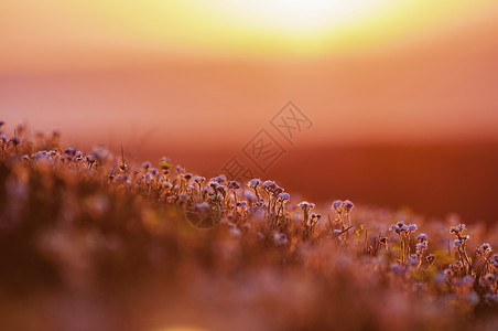 画报ps素材草原日落山花野花背景