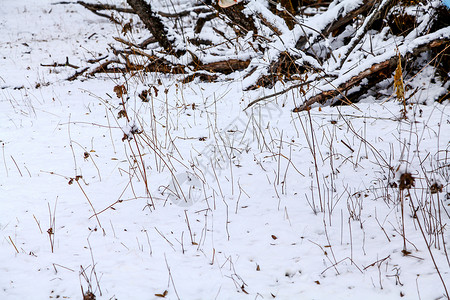 雪地里的枯草和枯树图片