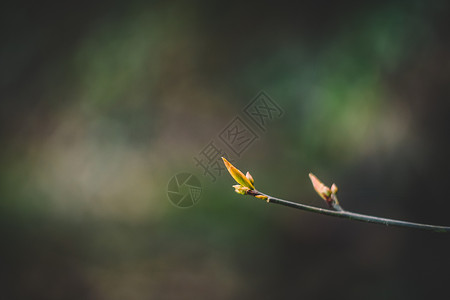 花草树木绿色植物高清图片