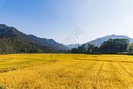 金色健康素材芒种时节金色麦田稻田背景