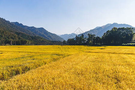 黄色的稻田芒种时节金色麦田背景
