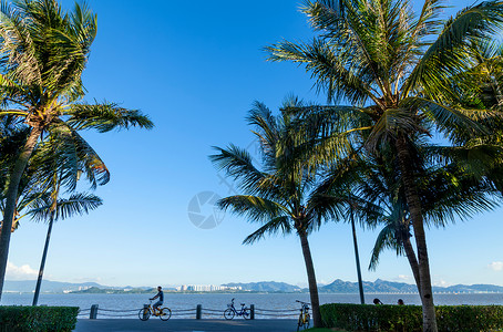 观光自行车蓝天大海棕榈树热带风情背景