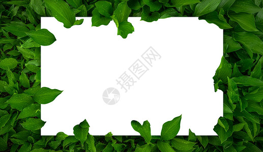 纸张边框素材绿叶上的白纸设计图片