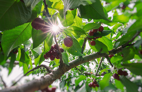 果实缤纷树木夏天樱桃树上的果实背景