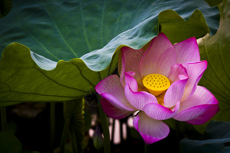 荷花夏季佛与花高清图片