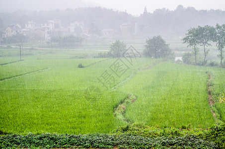 雨水稻田夏天午后的暴雨背景