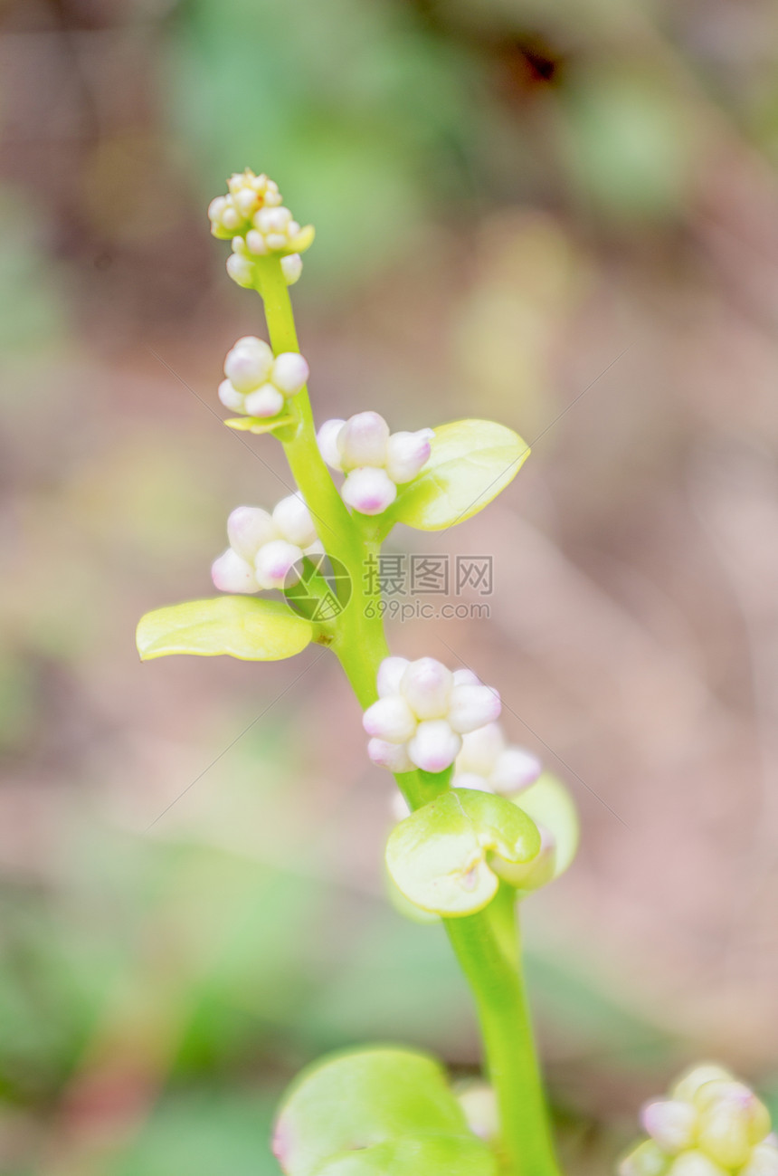 夏天的植物图片