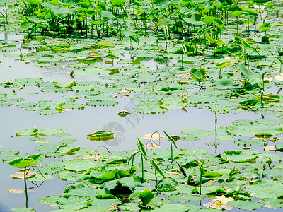 水百合荷叶夏天-绿色的荷叶背景