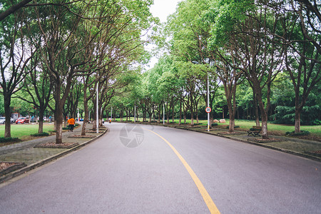停车场马路绿色行道树高清图片素材
