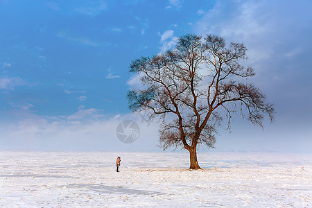 万圣节枯树等待的树背景