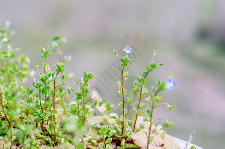 黄蓝色小花夏天的植物里的蓝色小花背景