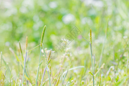 夏天的植物的绿色背景背景图片