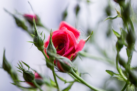 细嗅玫瑰的芬芳背景图片