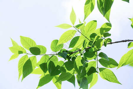 环保校园夏日午后的树叶背景