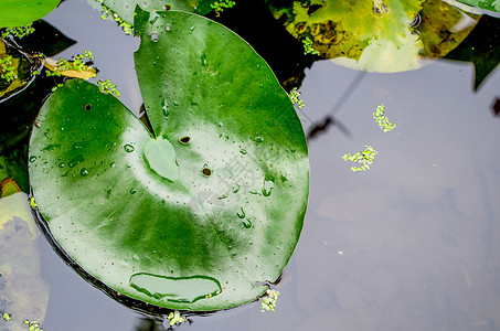 水面与漂浮植物图片