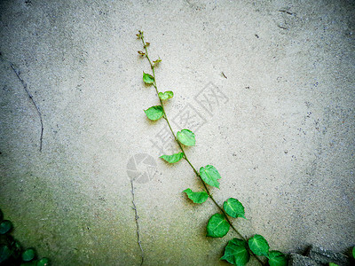 藤蔓植物图片