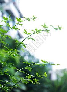 校园绿色植物背景图片