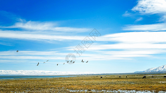 草原湖新疆巴里坤湖背景