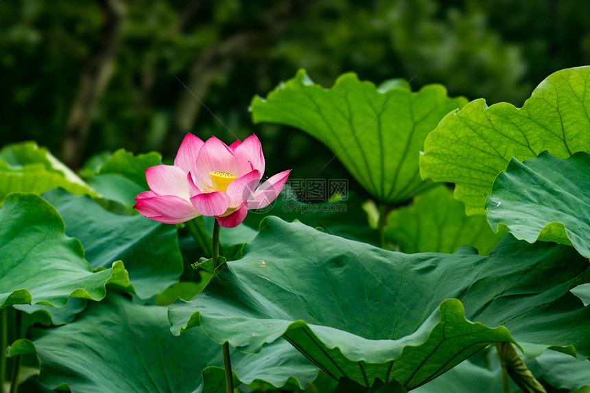 沪杭雨中盛夏图片