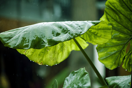 琴叶榕植物盆栽雨中的芋叶背景