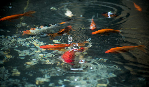 鱼儿红海中常见的鱼高清图片