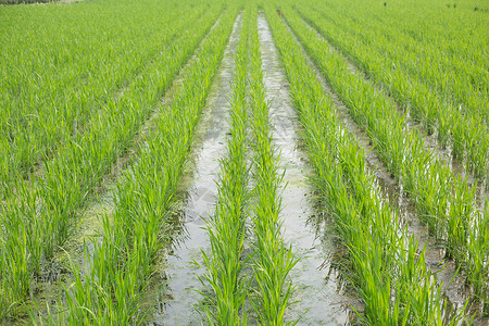 绿色的水稻田秧田高清图片素材