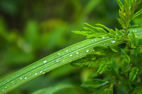 清晨的植物与水珠图片