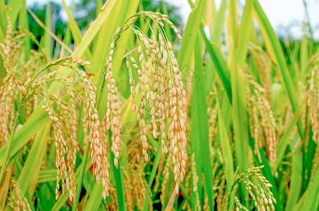 夏末芒种时节丰收的水稻背景
