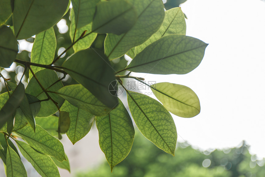 夏日茂盛生长的植物图片