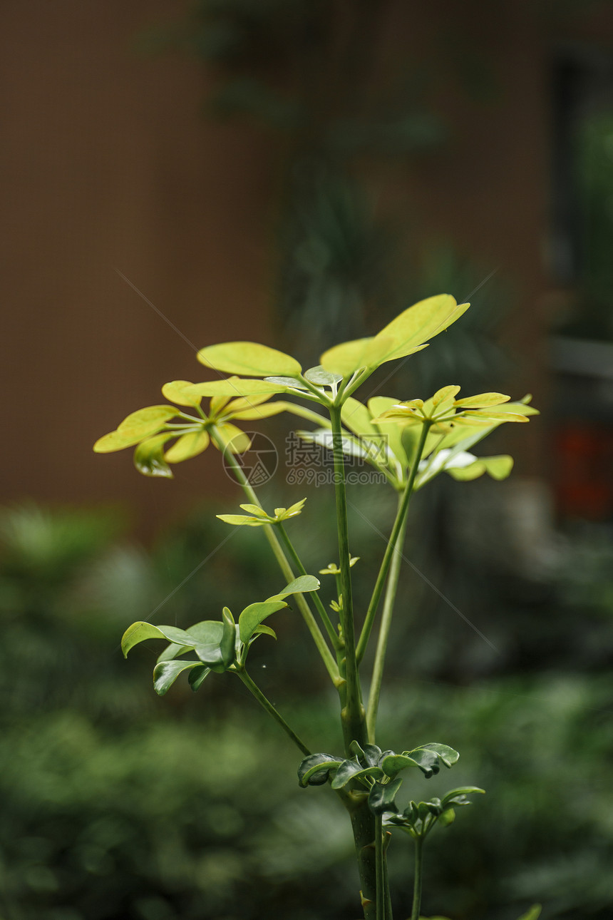 夏日茂盛生长的植物图片