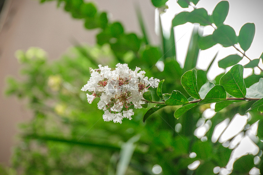 夏日茂盛生长的植物图片