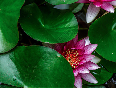 夏日花睡莲鲜花玉莲高清图片