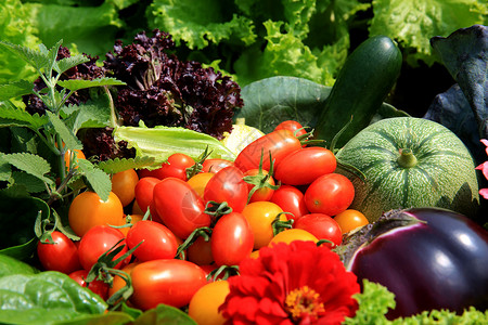 番茄味蔬菜水果及花卉背景
