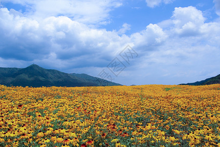 花海的夏天图片