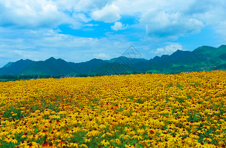 夏日里的漂亮花海背景图片