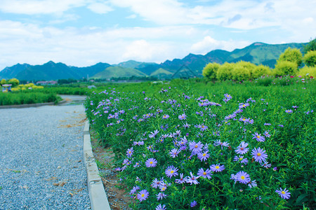 铺满鲜花的曲径小路背景图片