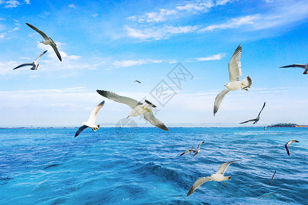 浪漫海爱琴海上飞翔的海鸥背景