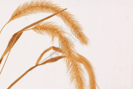 麦穗背景图片