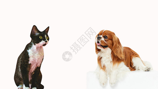 美女和狗狗猫狗对视设计图片