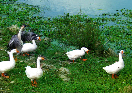 夏天的河边白鸭背景