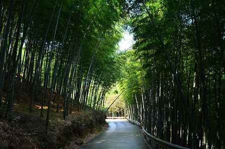 宁波奉化中山公园山上图片