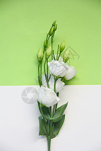 一支绿色清新桔梗鲜花背景图片
